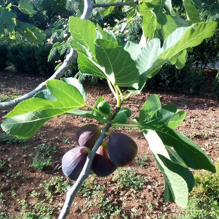 Hébergement de vacances Il Trullo Del Nonno A *